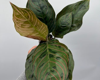 US Seller Aglaonema Red Army