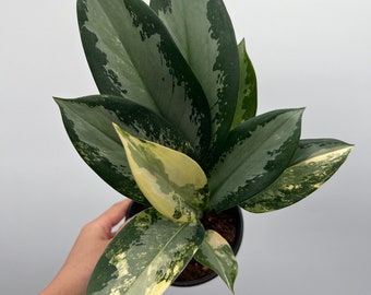 US Seller Aglaonema Suvarnabhumi (airport)