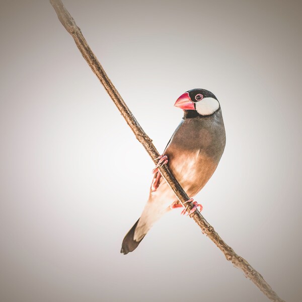 Bird Wall Art, Bird Finch Photography, Java Sparrow, Simple Bird Portrait,