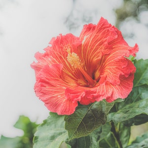 カラフルなハイビスカスの花の写真、オレンジ色のハイビスカスの壁アート、デジタルダウンロード、ハワイ、トロピカル、室内装飾、ハワイからの贈り物、自然アート