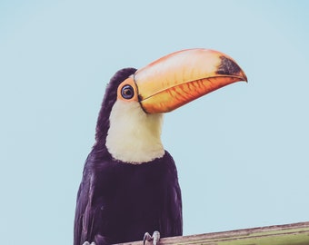 Toucan wall art, Bird Photo, Printable Wall Art, Blue, Wall decor, Unique, Tropical Bird