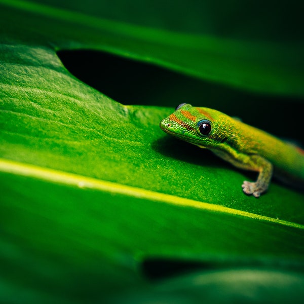 Green Day Gecko, Hawaii Photography, Wall Art, Digital Download, Printable File, Hawaii Life, Island Decor, Gifts from Hawaii