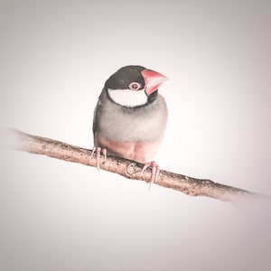 Może przedstawiać: Mały szary i biały ptak z czerwonym dziobem siedzący na cienkiej brązowej gałęzi. Ptak jest zwrócony w lewo i ma białą plamę na piersi.