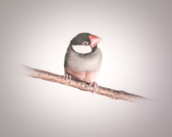 以下が含まれることがあります： 細い茶色の枝に止まっている、灰色と白の小さな鳥。赤いクチバシで、胸に白い斑点がある。左を向いている。