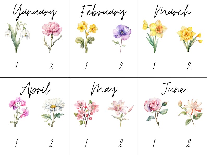 May include: A chart with the months of the year, January through June, with two watercolor flower illustrations for each month.