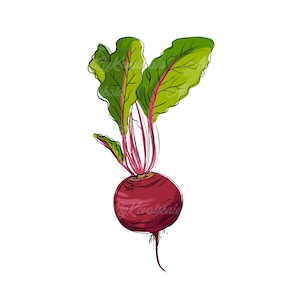 Beet Clipart, Beet PNG, Vegetable Clip art, Digital Download