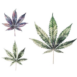 May include: Three watercolor illustrations of cannabis leaves. The leaves are green and have a light green and white pattern. One leaf is a darker purple color.