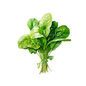 Watercolor Spinach Clipart, Spinach PNG Clip art, Digital Download