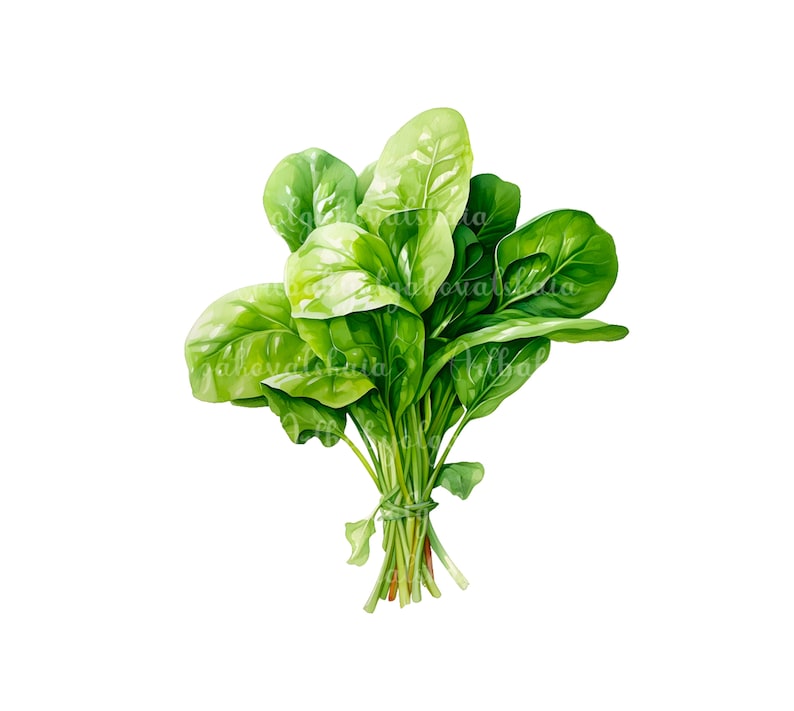 Watercolor Spinach Clipart, Spinach PNG Clip Art, Digital Download - Etsy