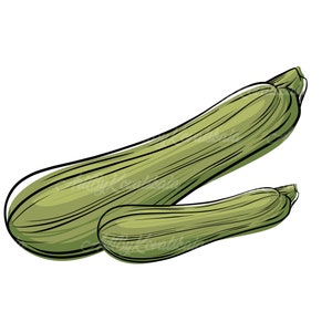 Zucchini Clipart, Zucchini PNG, Vegetable Clip art, Digital Download