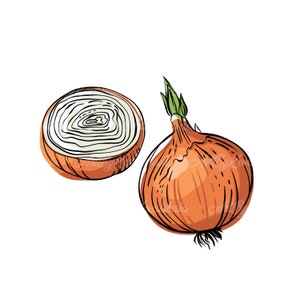 Onion Clipart, Onion PNG, Vegetable Clip art, Digital Download