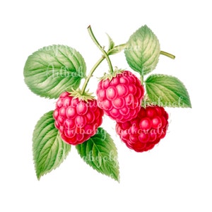 Watercolor Raspberry Clipart PNG, Digital Download