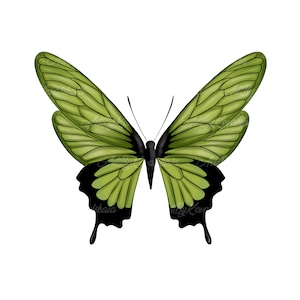 Clipart De Borboleta, Borboleta PNG, Download Digital