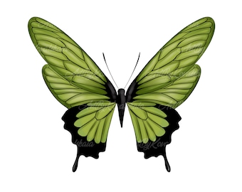 Butterfly Clipart, Butterfly PNG, Digital Download