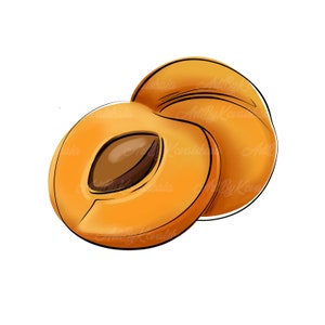 Apricot Clipart, Apricot PNG, Fruits Clip art, Digital Download