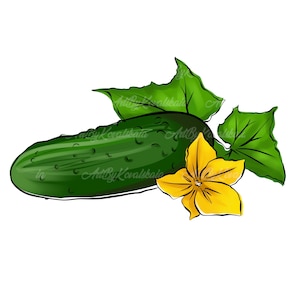 Concombre Clipart, concombre PNG, légume Clip art, téléchargement numérique