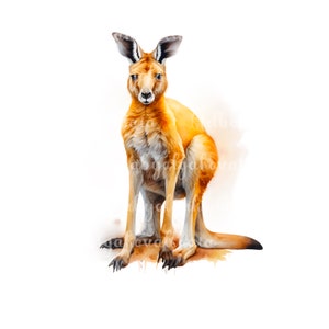 Watercolor Kangaroo PNG, Kangaroo Clip art, Digital Download