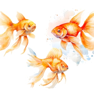 水彩金魚のクリップアート、PNG、デジタルダウンロード
