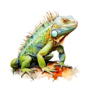 Iguana Clipart PNG, Watercolor Iguana Clipart, Digital Download