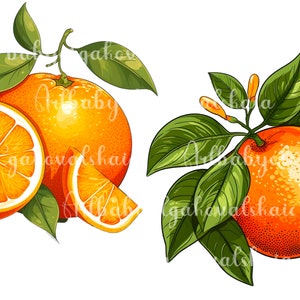 Orange Clipart, Orange PNG, Fruits Clip art, Digital Download