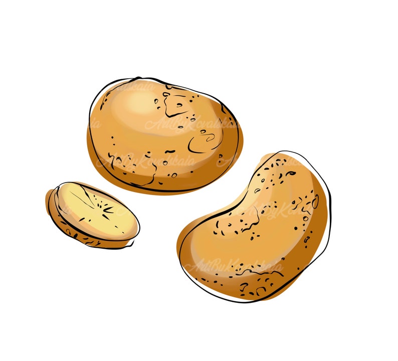Potato Clipart, Potatoes PNG, Vegetable Clip Art, Digital Download Etsy