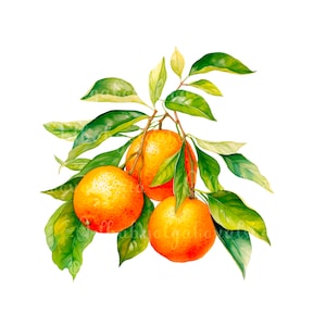 Watercolor Oranges Clipart, Citrus PNG, Fruits Clip art, Digital Download
