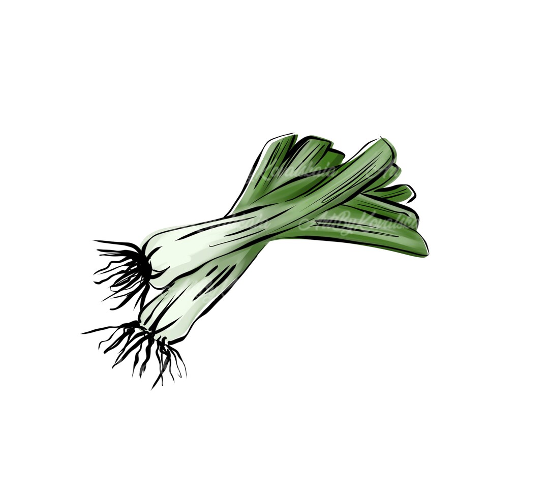 Green Onion Clipart, Green Onion PNG, Digital Download Etsy
