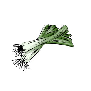 Green Onion Clipart: Transparent PNG File (Digital Download)