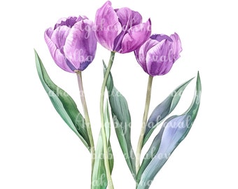 Tulpen PNG, Aquarell lila Tulpen Clipart, digitaler Download
