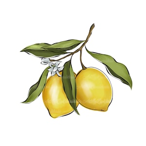 Lemon Clipart, Lemons PNG, Fruits Clip art, Digital Download