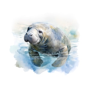 Manatee Clipart, Watercolor Manatee PNG, Digital Download