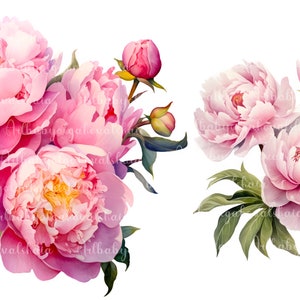 Watercolor Peonies PNG, Flowers, Bouquet Clipart, Digital Download
