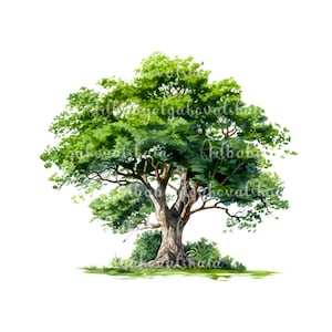 Watercolor Tree Clipart PNG, DIGITAL DOWNLOAD