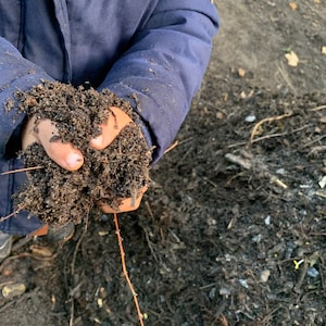 Op de afbeelding: Kinderhanden houden een handvol donkerbruine aarde vast. De aarde is los en kruimelig, en er zitten wat kleine takjes en bladeren in.