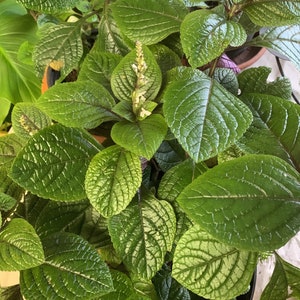 Wierookplant Plectranthus makkelijk te verzorgen
