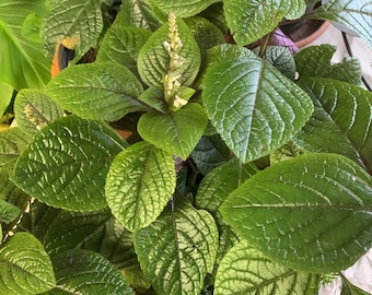 Weihrauch Pflanze Plectranthus pflegeleicht