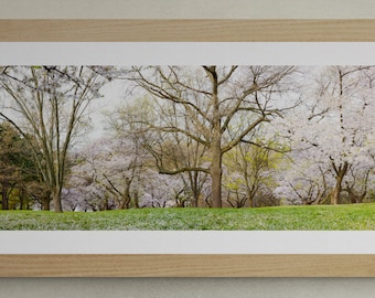 Large Panorama Giclée print: Toronto High Park Cherry Blossoms (Wall Art, Photography)