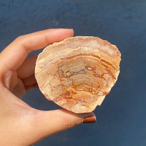 Amazing Petrified Wood Slab !