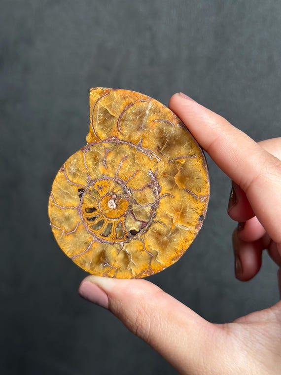 北海道　美品　結晶化したアンモナイト・ハウエリセラス　化石　最薄のアンモナイト アンモナイト（結晶化） 北海道 美品 結晶化したアンモナイト