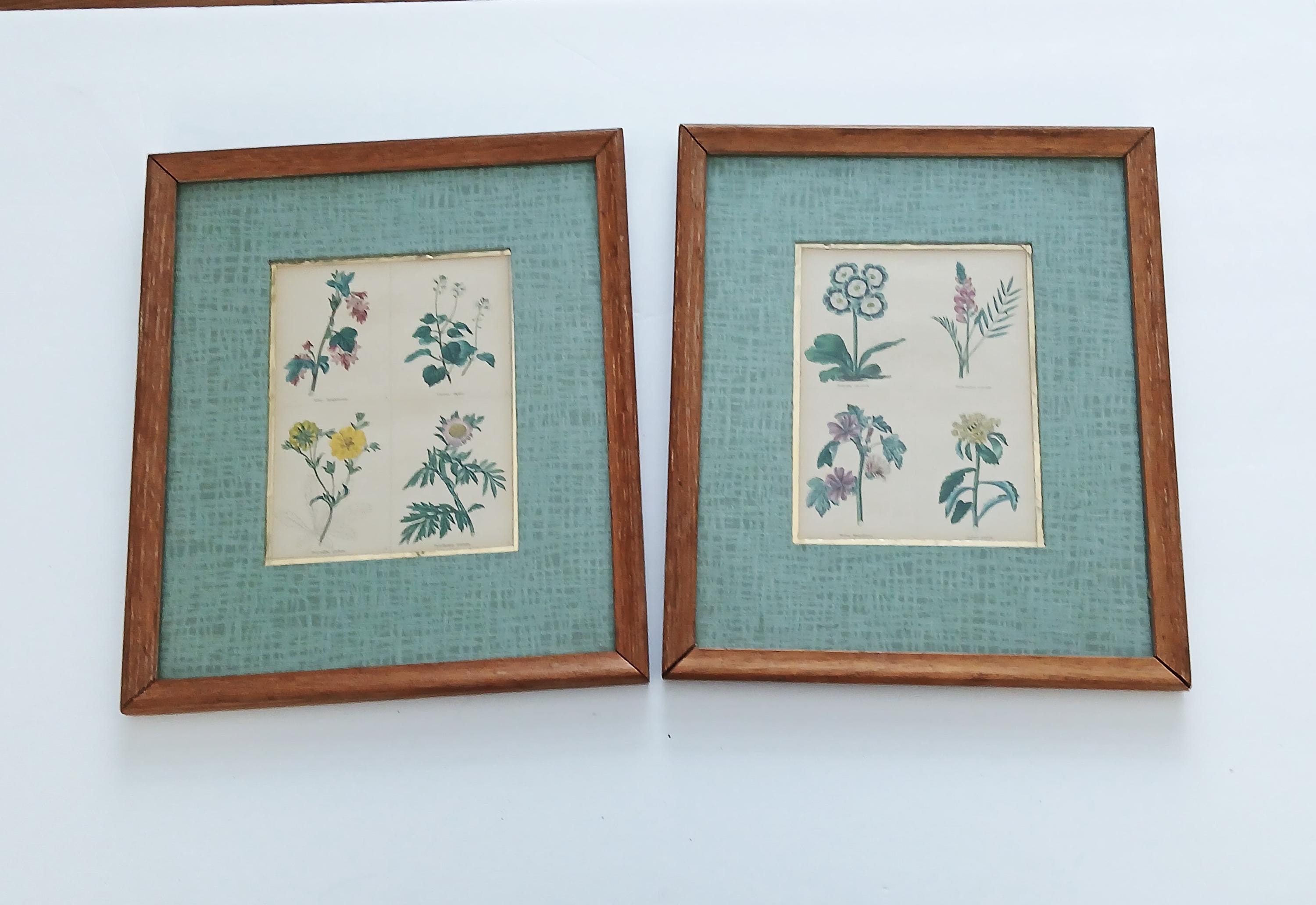 Colored PAIR of Framed BOTANICAL Engraving Plates 19th Century ...