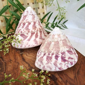 May include: Two large, cone-shaped seashells with a pink and white striped pattern. The shells are sitting on a wooden surface.