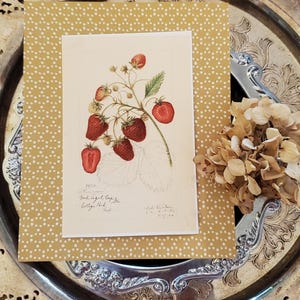 May include: A vintage botanical print of strawberries on a cream-colored background, set against a gold polka-dot patterned card. The print is placed on a decorative silver tray, with dried flowers on the side.