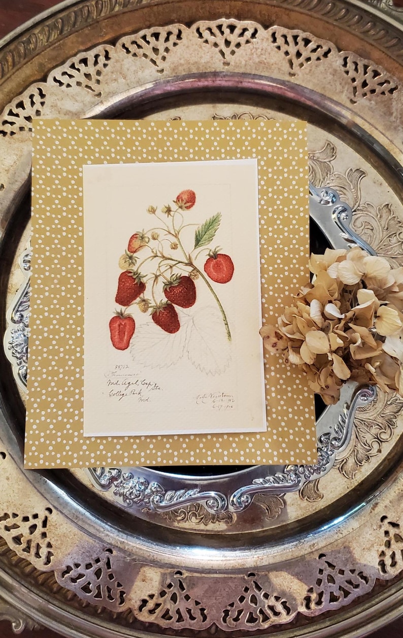 May include: A vintage botanical print of strawberries on a cream-colored background, set against a gold polka-dot patterned card. The print is placed on a decorative silver tray, with dried flowers on the side.