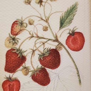 May include: Watercolor illustration of a strawberry plant with ripe red berries and green leaves. The image includes a detailed botanical study of the fruit and foliage, with handwritten text at the bottom.