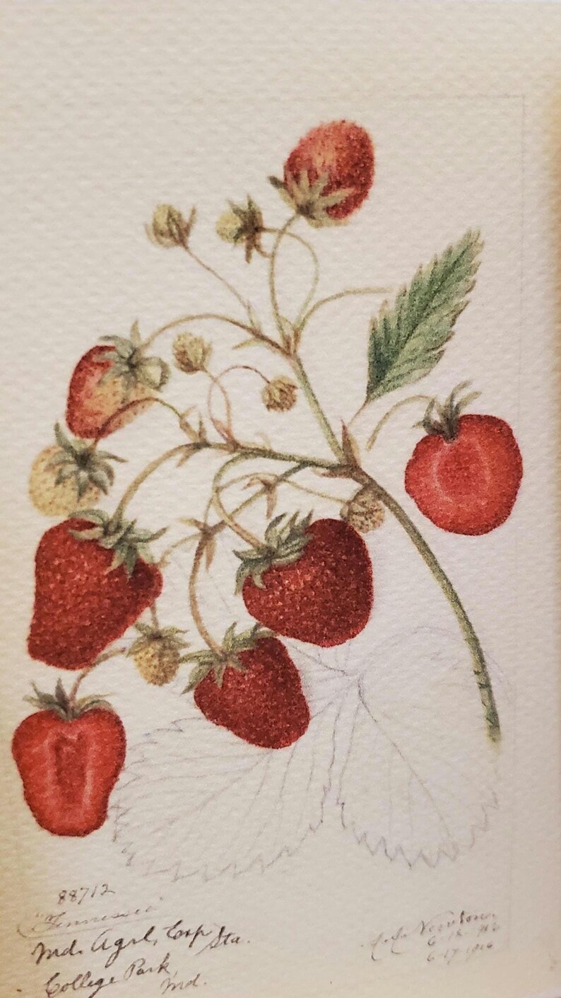 May include: Watercolor illustration of a strawberry plant with ripe red berries and green leaves. The image includes a detailed botanical study of the fruit and foliage, with handwritten text at the bottom.