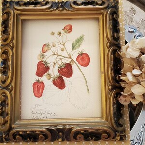 May include: A framed botanical print featuring a detailed illustration of strawberries on a branch. The artwork showcases ripe, red berries with green leaves, set against a cream-colored background. The ornate, gold-colored frame adds a vintage aesthetic.