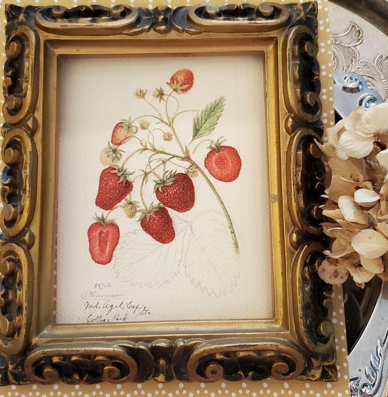 May include: A framed botanical print featuring a detailed illustration of strawberries on a branch. The artwork showcases ripe, red berries with green leaves, set against a cream-colored background. The ornate, gold-colored frame adds a vintage aesthetic.