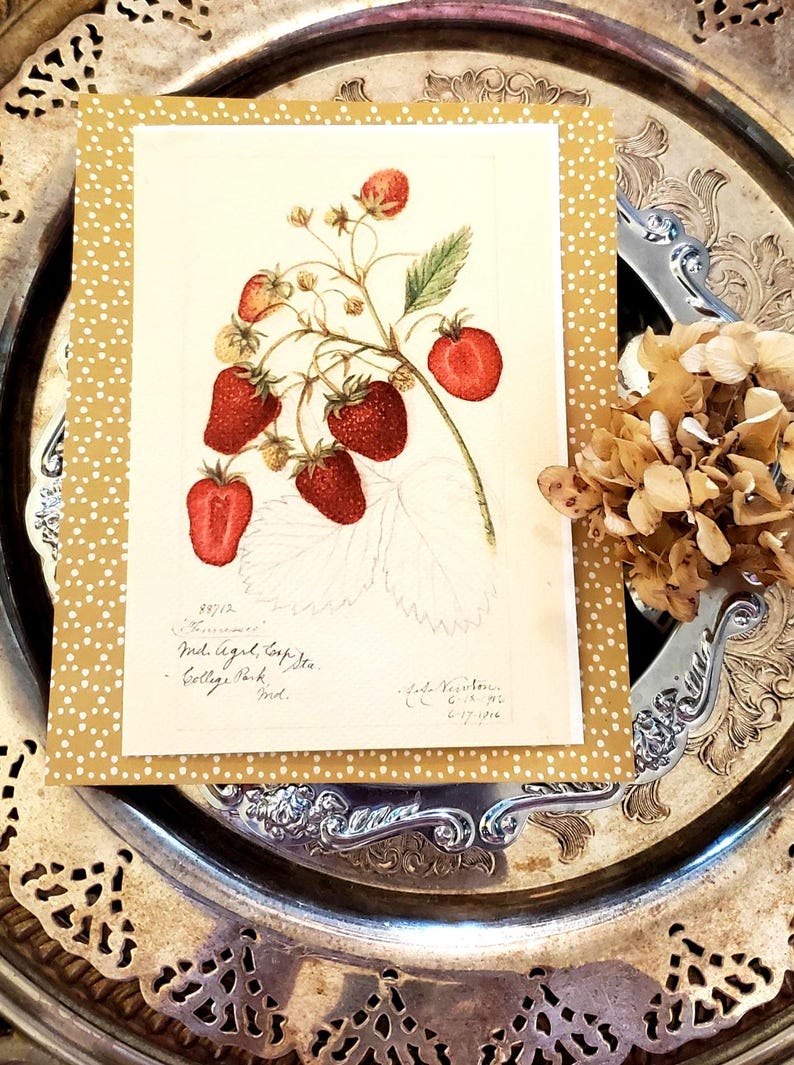 May include: A vintage botanical print of strawberries, featuring ripe red berries and green leaves on a white background. The print is set on a gold polka dot card, resting on a silver tray with a dried flower arrangement.