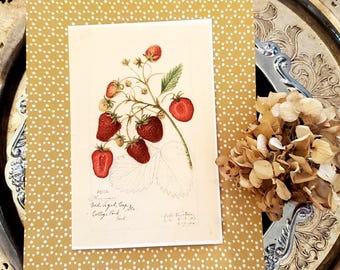 Vintage Strawberry Print , Unframed Print , 4x6" Print , 5x7" Print , Cottagecore Print , French Country Decor