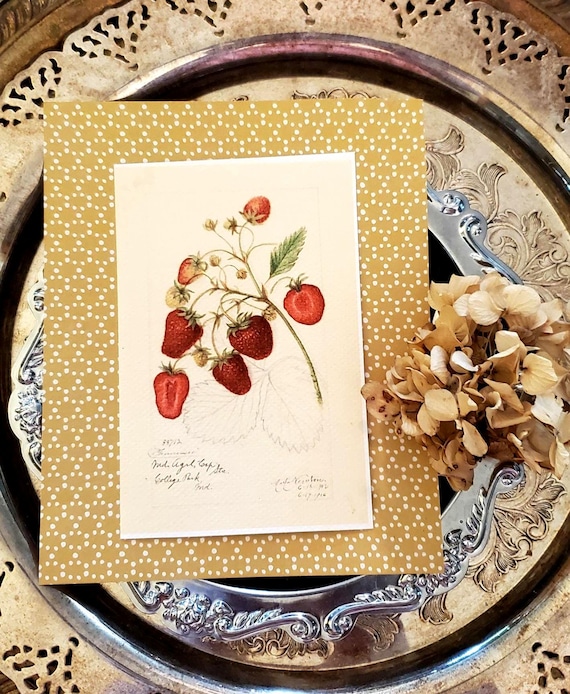 Vintage Strawberry Print , Unframed Print , 4x6" Print , 5x7" Print , Cottagecore Print , French Country Decor